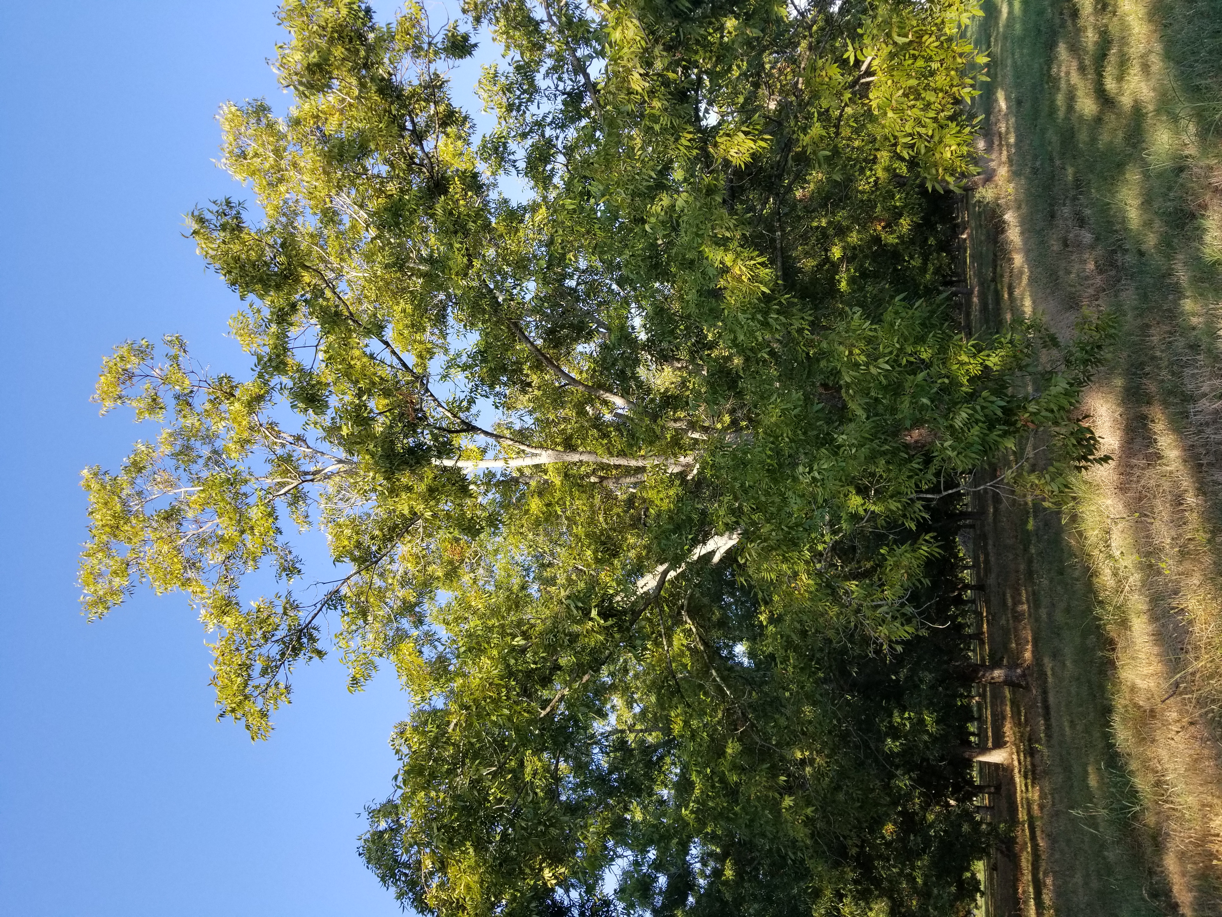Large pecan tree with leaves missing from upper canopy. Thinned leaves and exposed branches to the top. 